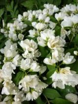 Жасмин садовый (Чубушник) Менто Д' эрмин(цветки белые, махровые, высота куста 1,5 м)
