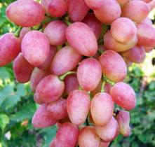 Виноград плодовый Кишмиш лучистый (ранн, розовый, овальный., бессемянный)/Цкор