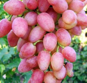 Виноград плодовый Кишмиш лучистый (ранн, розовый, овальный., бессемянный)/Цкор