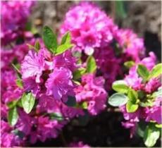 Азалия японская Гейша Пёпл (цветки пурпурные)
