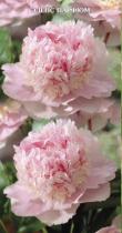 Пион травянистый Эденс Парфюм (махровый,розовый с розовым центром,кремовые стаминодии, 1шт,2-3)