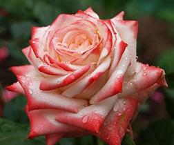 Роза чайно-гибридная Императрица (белый с кармино-красными краями)