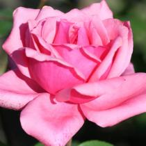 Роза чайно-гибридная Бель Анж (розовый, махровый)