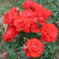 Роза флорибунда Европеана (темно-красный)