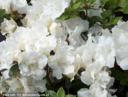 Азалия японская Панда (цветки белые)