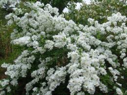 Жасмин садовый (Чубушник) Миннесота Сноуфлэйк (цв. белые, махровые, 2,0 м)