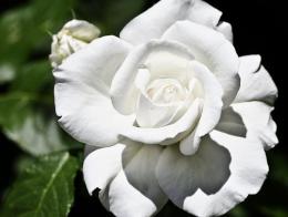 Роза чайно-гибридная Аннапурна (С3,5)