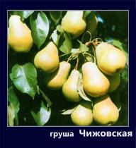 Груша Чижовская (позднелетний, желто-зеленый) сетка