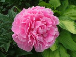Пион травянистый Алесандр Флеменг (Розовый,розововилный средний) 1 шт