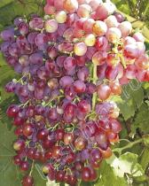 Виноград плодовый Платовский (оч.ранн, бело-розовый,округлый)