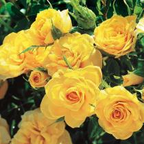 Роза миниатюрная Беби Голд (желтый)ЦКор