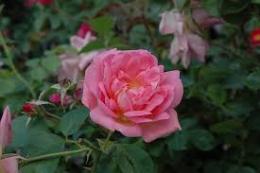 Роза канадская парковая Мари Викторин (персиково-розовый,махровый ,1,4 м)