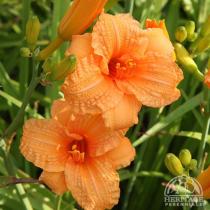 Лилейник гибридный Берти Феррис (оранжевый гофрированный,длительное цветение,ароматный)