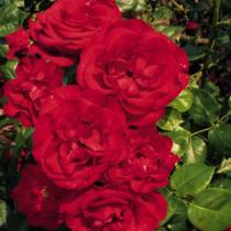 Роза плетистая Гранд Отель (ярко-красный)