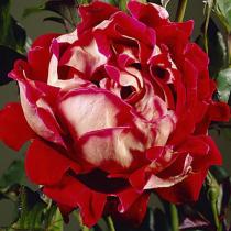 Роза Раффлс флорибунда Мистик Раффлс (С3,5) изнутри темно-красный, снаружи белый/ЦКорЛюкс