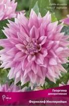 Георгина декоративная Фернклиф Инспирейшн (сиреневато-розовый, диаметр цветка 17 см)