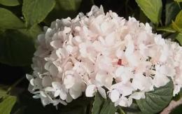 Гортензия крупнолистовая Брайд (соцветия белые, цветёт на побег.прошлого года )