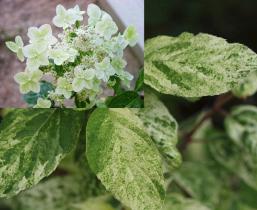 Гортензия метельчатая Шикоку Флаш (цветки белые, листья тем.-зелен. с яркими кремовыми штрих.)