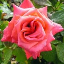 Роза чайно-гибридная Мисчиф (С3,5) лососевый