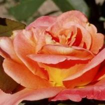 Роза чайно-гибридная Консул (ярко-оранжевый)