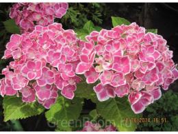 Гортензия крупнолистовая Ред Эйс (цветки розовые с белой каймой)