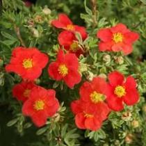 Лапчатка кустарниковая Мэрион Ред Робин (цветки краснве,1 м)