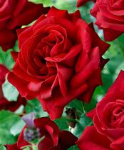 Роза канадская парковая Катберт Грант (темно-красный, бархатистый, высота 0,8-1м)