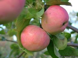 Яблоня Анис полосатый (в коробке) (осенний, желтый с красными и розовыми полосами, с налетом)