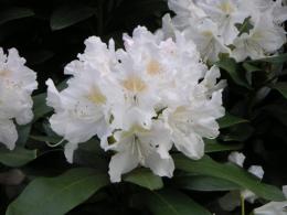 Азалия японская Гейша Вайт (цветки белые)