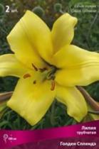 Лилия трубчатая Голден Сплендор (жёлтый,внешн.сторона бронновая) 2 шт