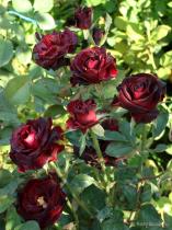 Роза чайно-гибридная Блэк Баккара (темно-красный, почти  черный)/ЦКор