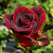 Роза чайно-гибридная Черная Магия (черно-красный)(С3,5)