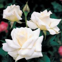 Роза чайно-гибридная Ленип (белый)