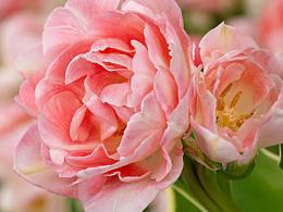 Тюльпан Многоцветковый Аннелинда 11-12/К 5шт
