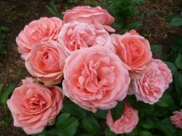 Роза плетистая Клайминг Кимано (лососево-розовый)