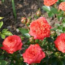 Роза миниатюрная Ориндж Джувел (оранжево-розовый)