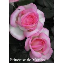 Роза Принцесса  Монака (ч/г.)