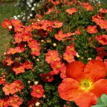 Лапчатка кустарниковая Ред Эйс (цветки оранжевые,1 м)