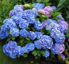 Гортензия крупнолистовая Рената (цветки голубые)