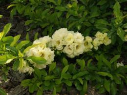Айва красивая Юкиготен  (цветки белые,махровые)