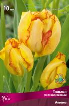 Тюльпан Многоцветковый Акилла 11-12/К 10шт