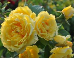 Роза плетистая Клайминг Голдиз (желто-оранжевый)