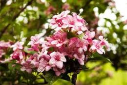 Вейгела цветущая Румба (цветки ярко-розовые,лист светло-зеленый)