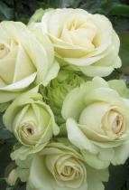 Роза флорибунда Вайт Грин (бело-зеленый)