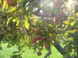 Яблоня Орлик С7,5 (высокоурожайный, зимний)