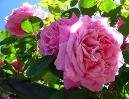 Роза чайно-гибридная Пинк Пис (темно-розовый)