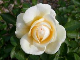 Роза канадская парковая  Ж.П.Коннел (лимонно-жёлтый, махровый, 1,0 -1,5 м)