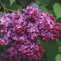 Сирень обыкновенная Индия (цветки пурпурно-фиолетовые с медным насыщен)