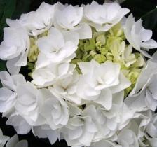 Гортензия крупнолистовая Коко (соцветия белые,мах, цветёт на побег.прошлого года, )