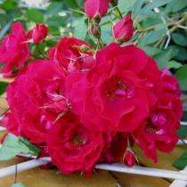 роза канадская плетистая Джон Кэбот (С 3,5) Кремово-красный ,полумахровый